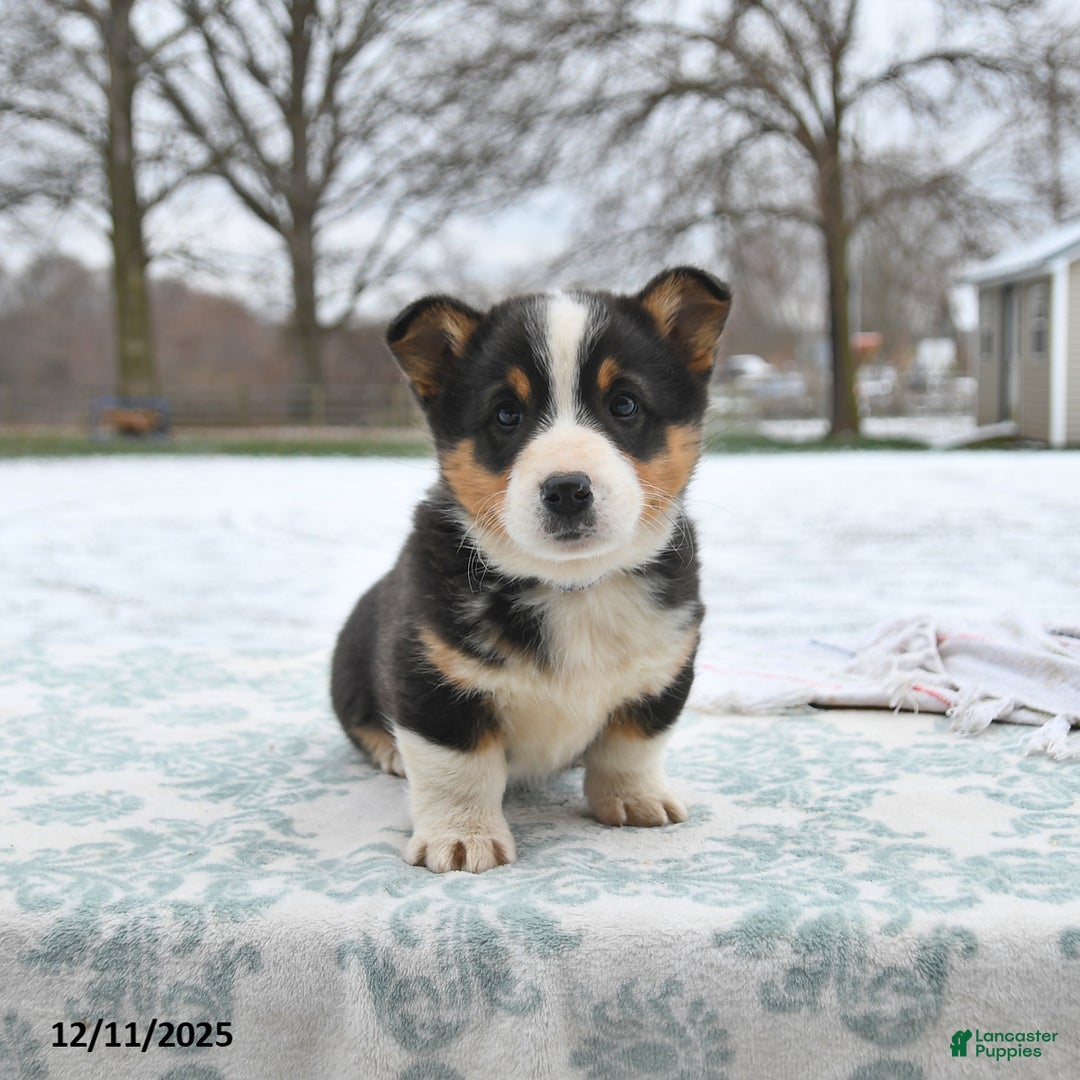 Welsh Corgi Pembroke dogs for sale: Cleo - Ad 2