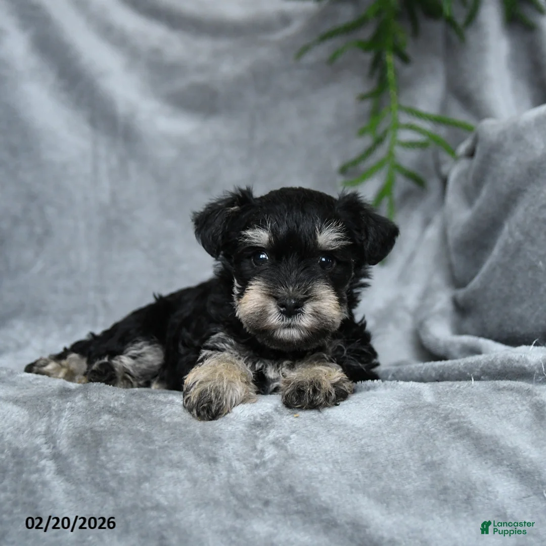Miniature Schnauzer dogs for sale: Francesca - Ad 2