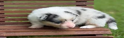 Mixed Breed dogs for sale: Full Tail Girl - Ad 3