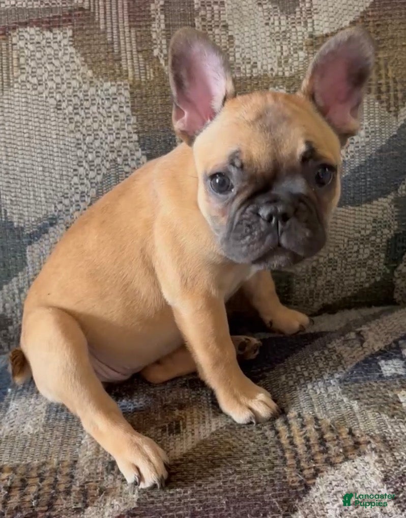 French Bulldog dogs HEIDI - Our Sweet Little Fawn Frenchie Princess! - Ad 12