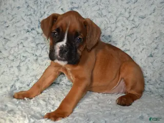 Boxer dogs River - Ad 34