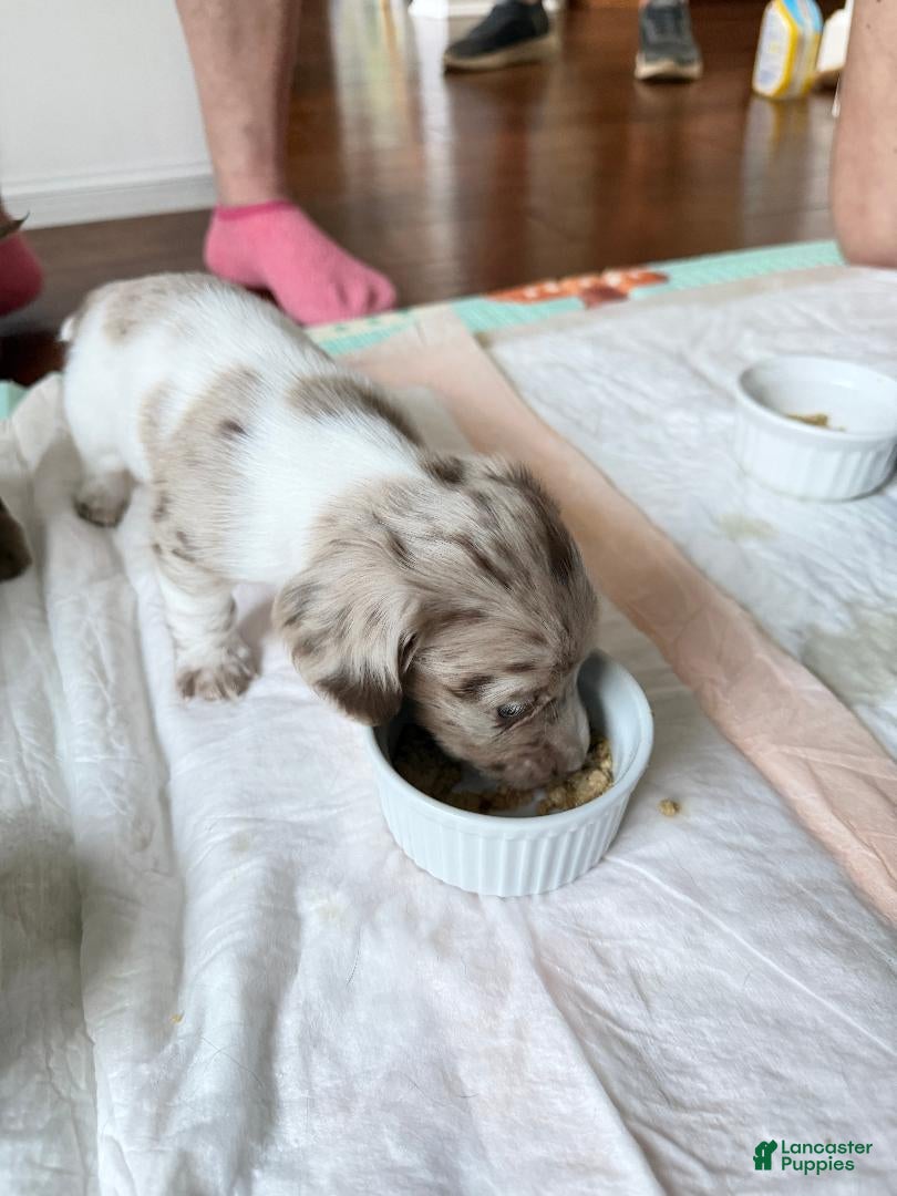 Dachshund dogs Bubble Gum - Ad 23