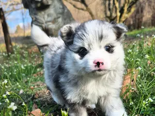 Pomeranian dogs for sale: Ghost - Ad 3