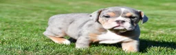 Beabull dogs for sale: Jasmine - Ad 3