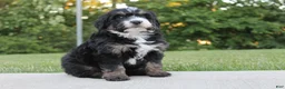 Mini Bernedoodle dogs for sale: Cooper - Ad 1