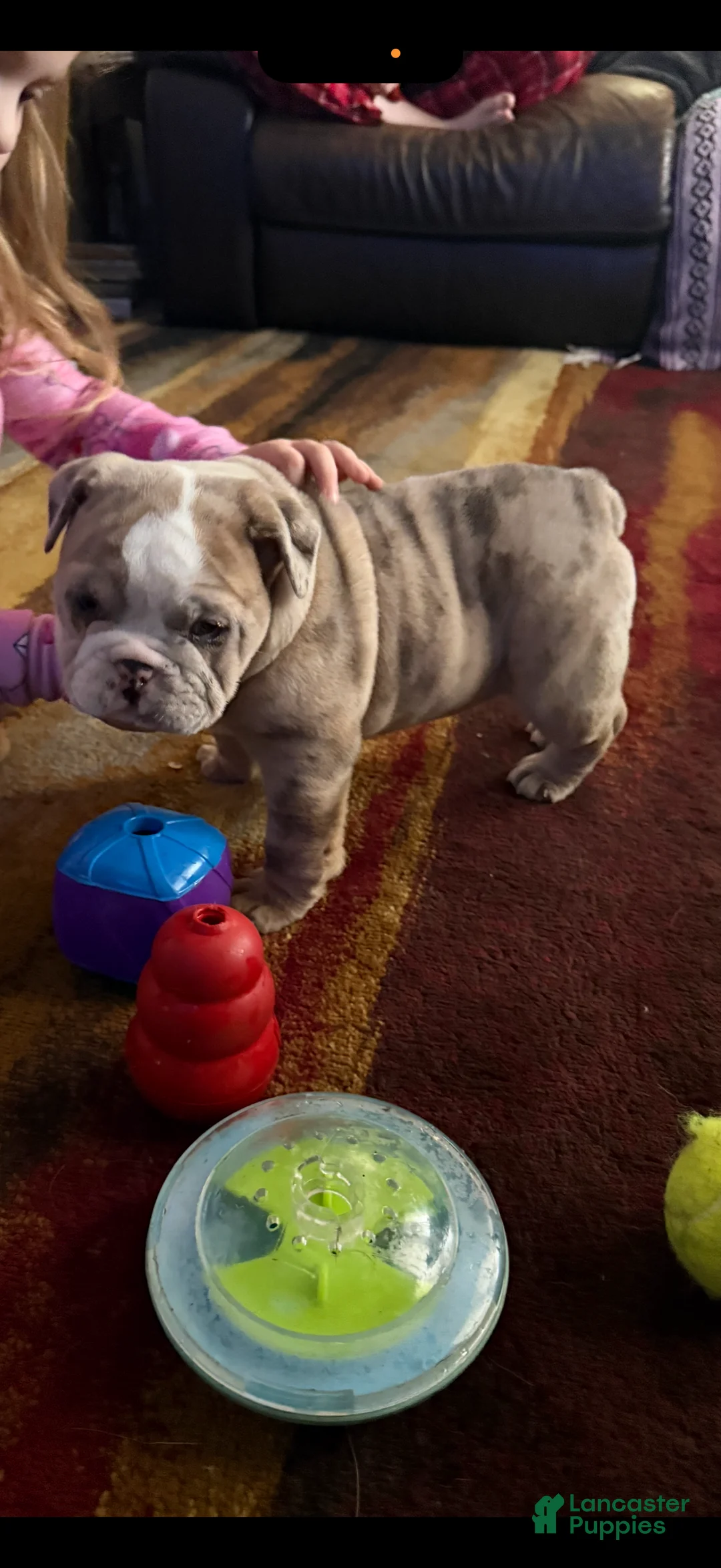 English Bulldog dogs for sale: Anja - Ad 5