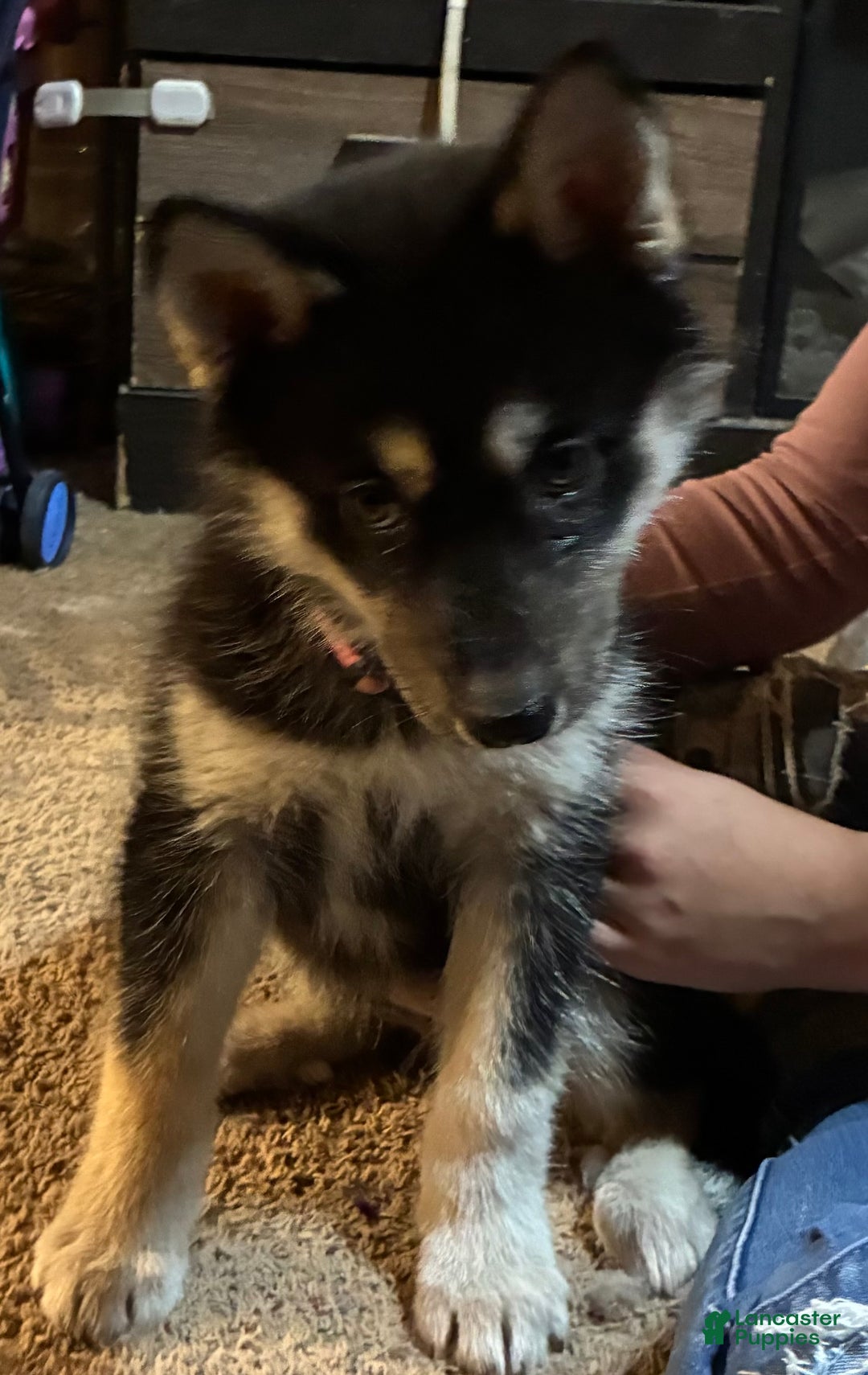 Siberian Husky dogs for sale: Siberian Husky Puppy 2 - Ad 6
