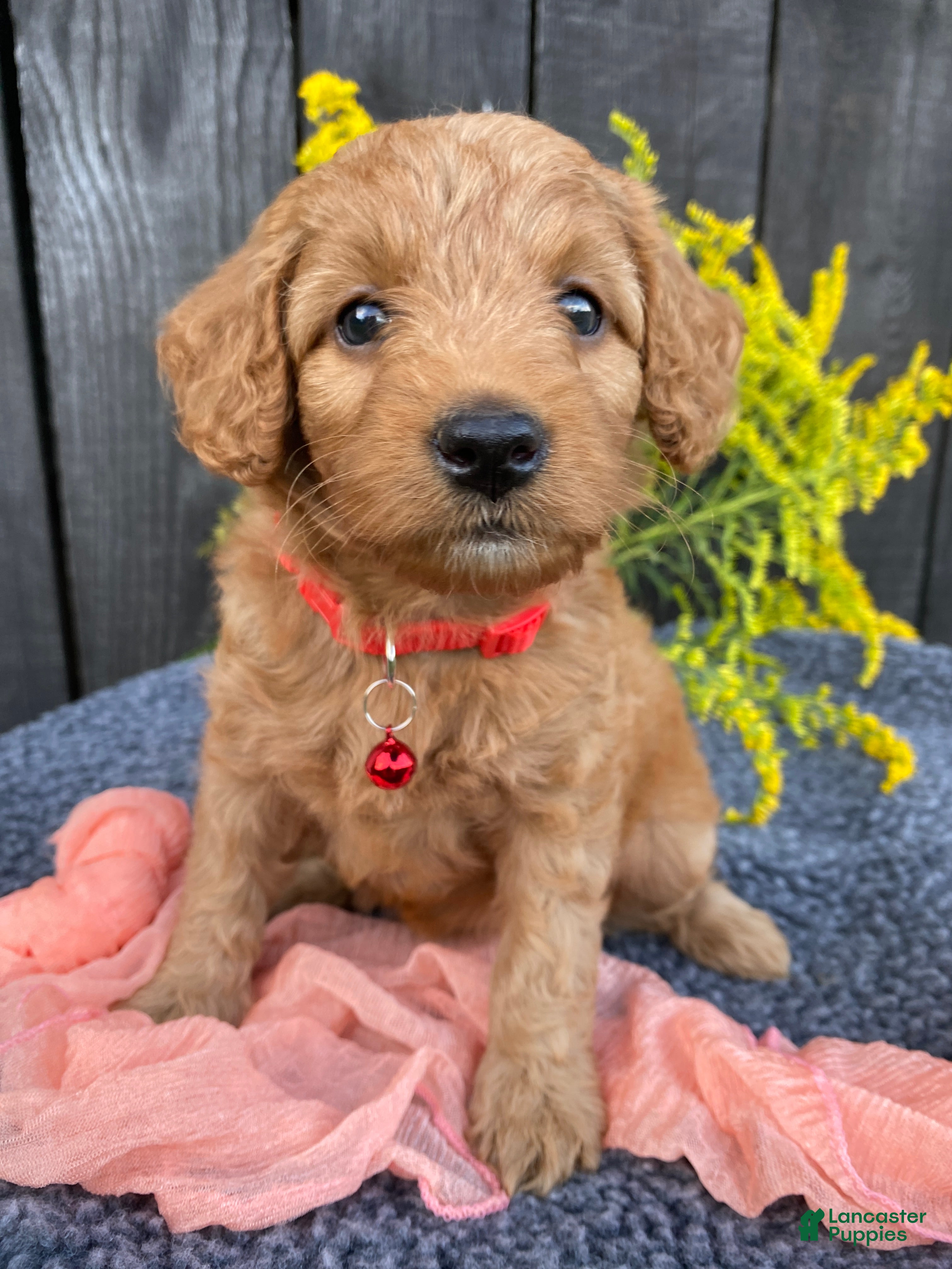 Miniature Labradoodle dogs Zoe - Ad 1
