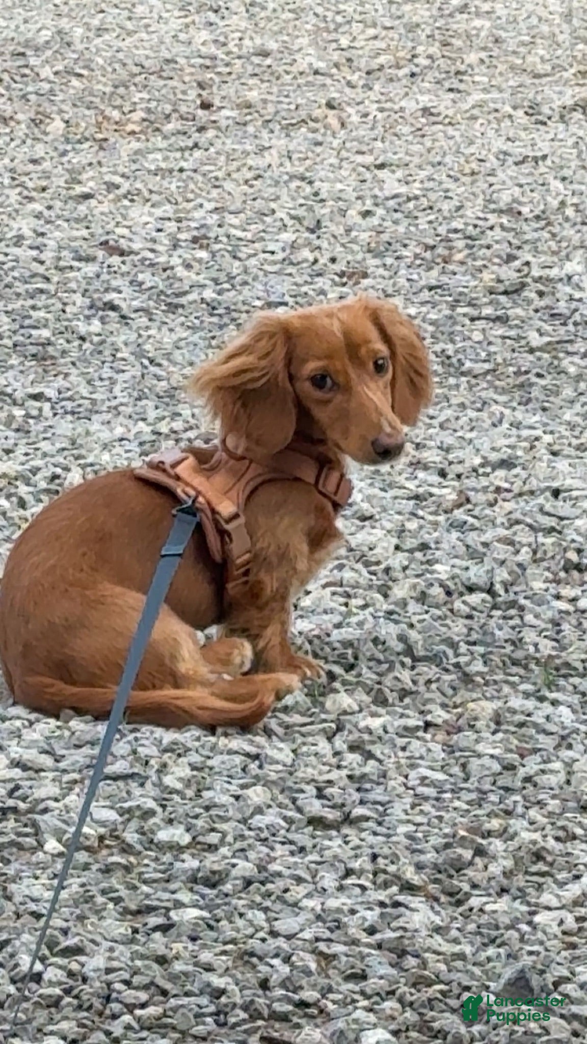 Miniature Dachshund dogs Miniature Dachshund 1 - Ad 1
