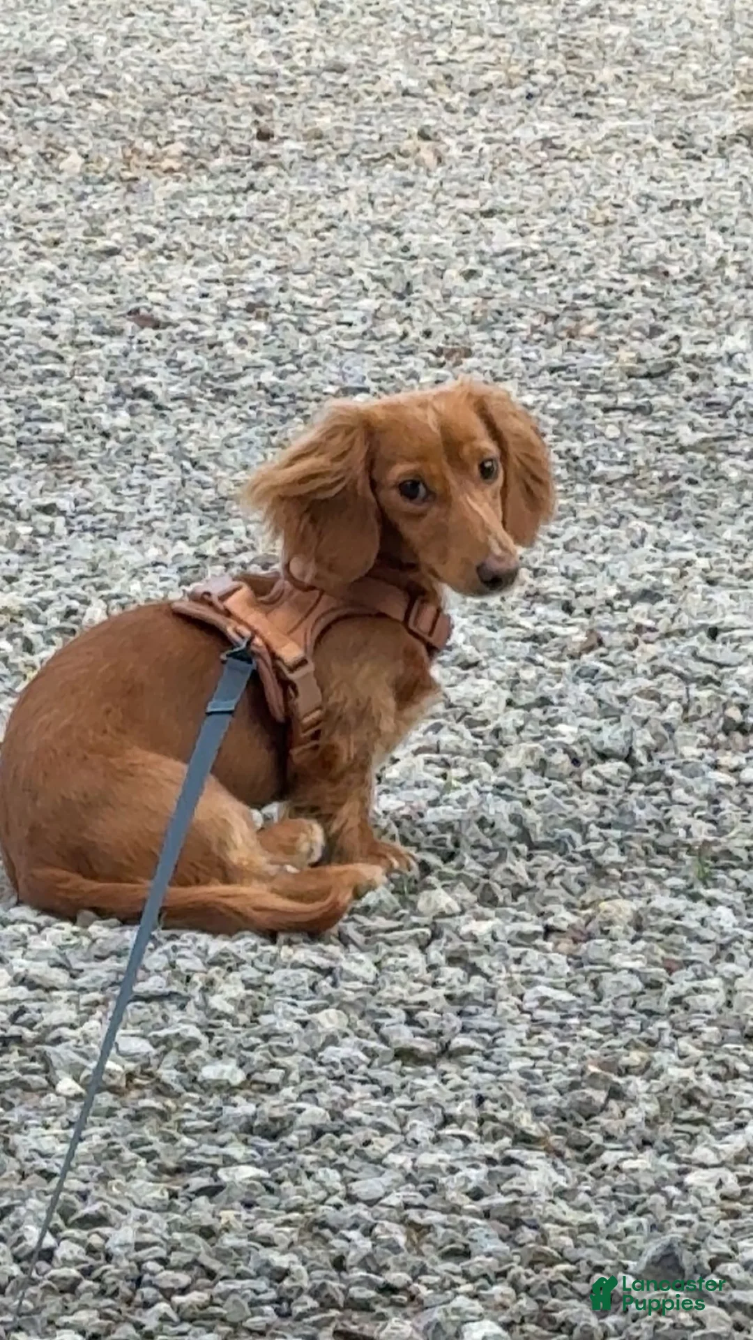 Miniature Dachshund dogs for sale: Miniature Dachshund 1 - Ad 1