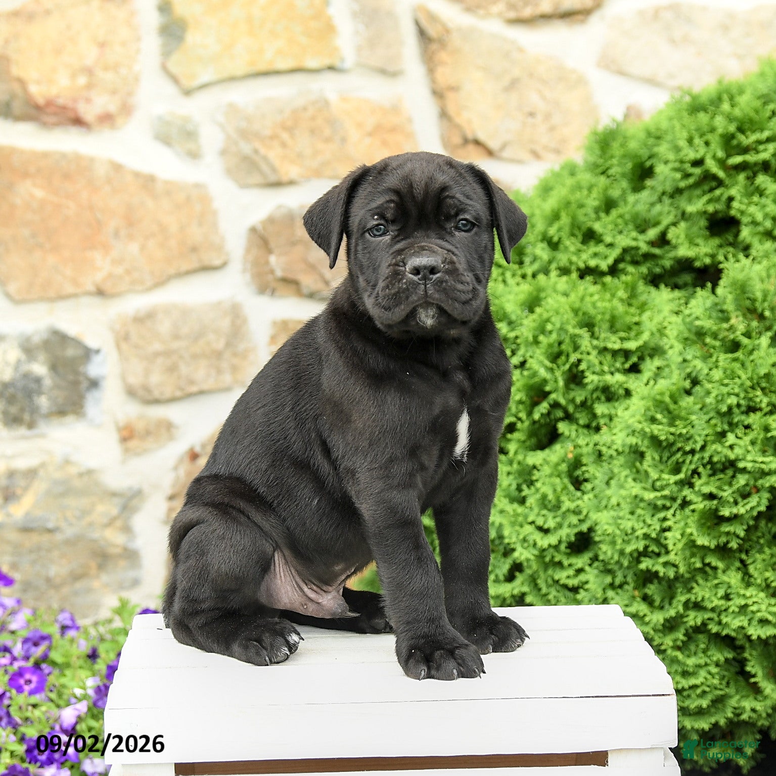Cane Corso dogs Caesar - Ad 2