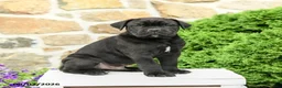 Cane Corso dogs for sale: Caesar - Ad 2