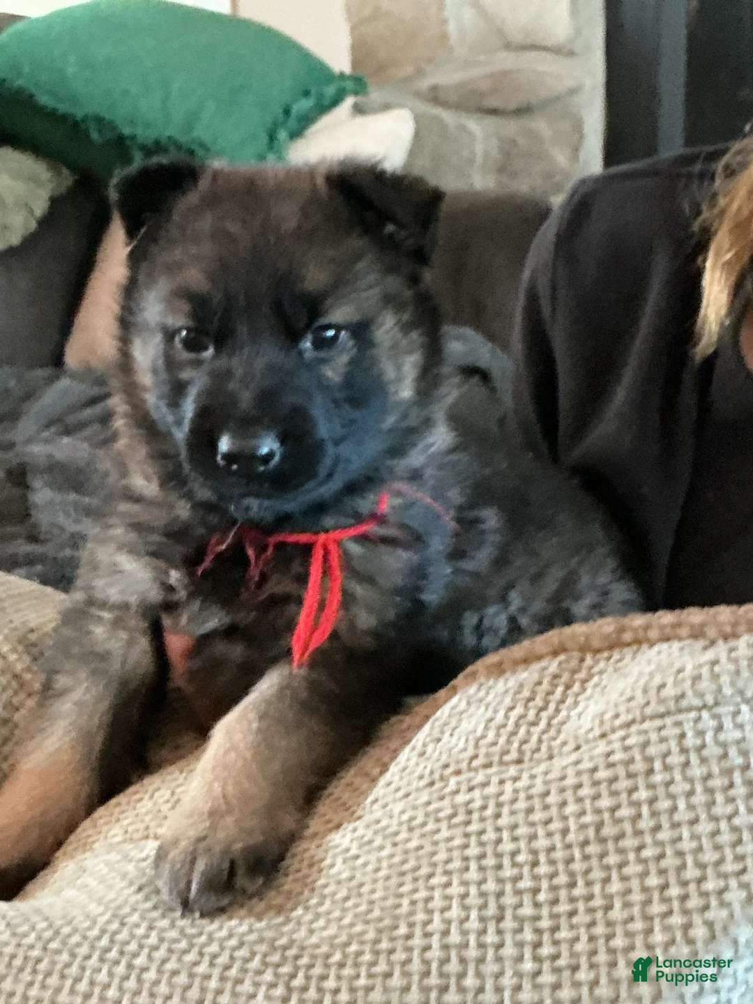 German Shepherd dogs for sale: German Shepherd Puppy 5 - Ad 2