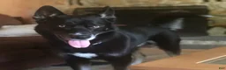 Siberian Husky dogs for sale: Bandit - Ad 15