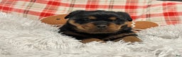 Rottweiler dogs for sale: Sidney - Ad 5
