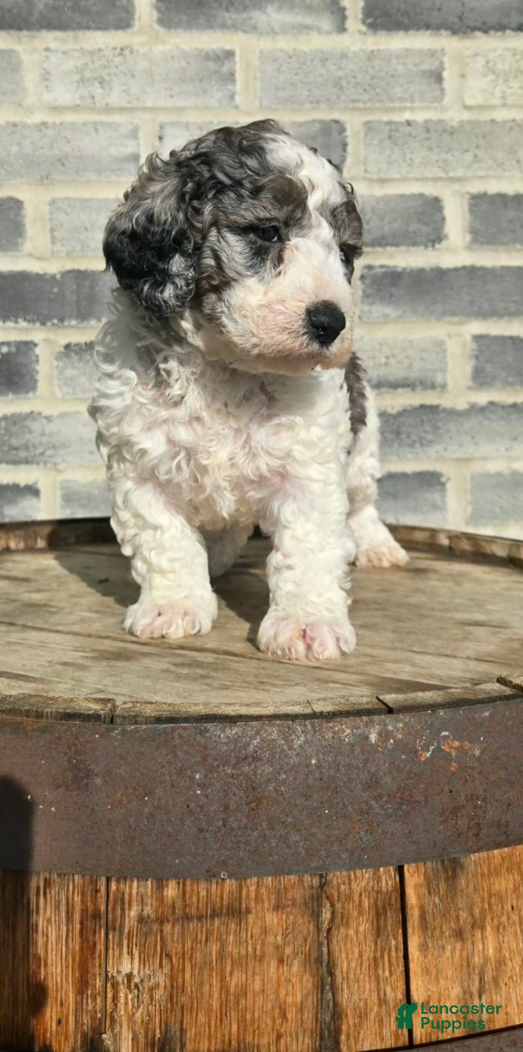 Mini Goldendoodle dogs for sale: Mia - Ad 3