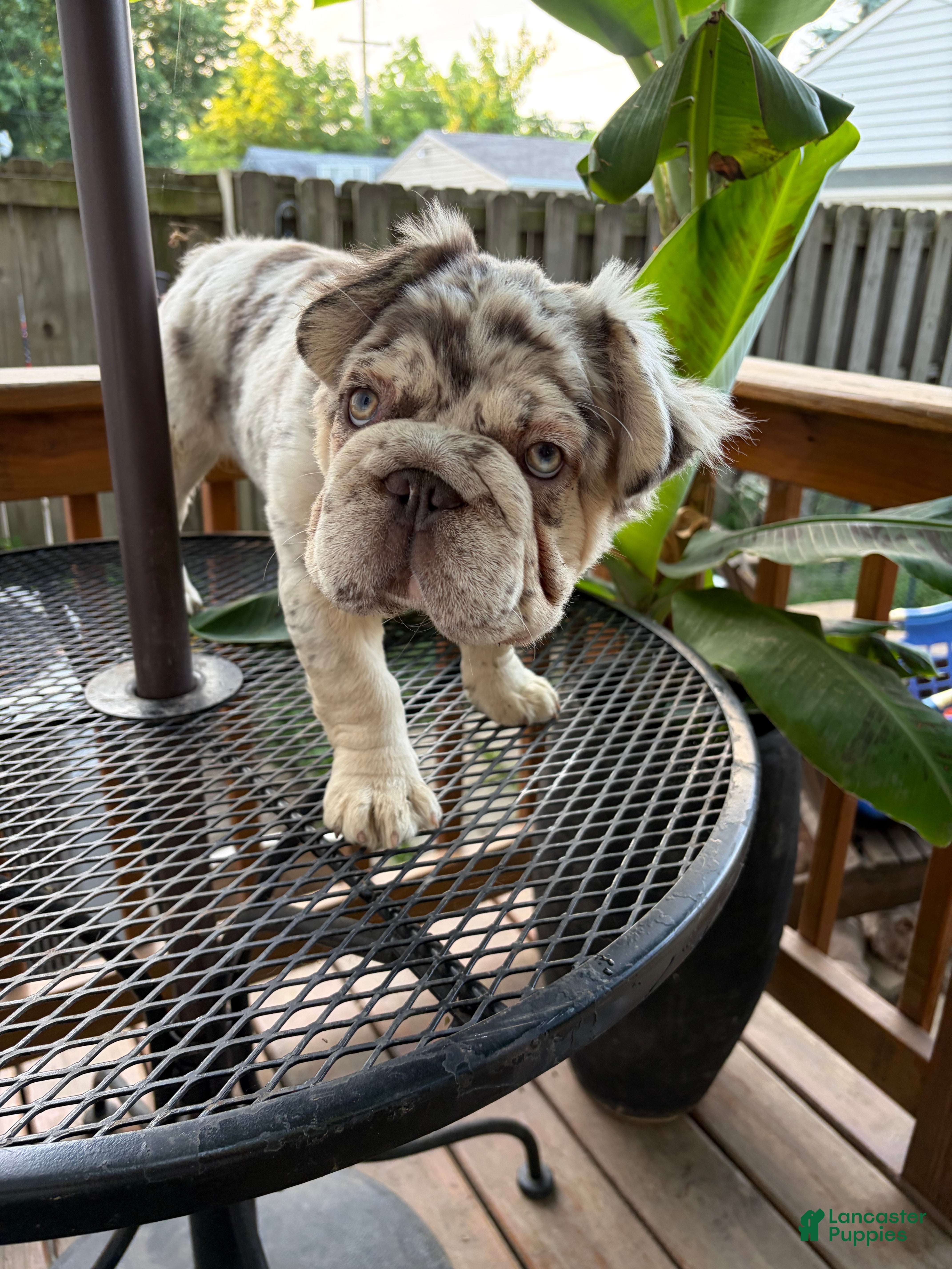 French Bulldog dogs French Bulldog 1 - Ad 2