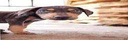 Catahoula Leopard Dog dogs for sale: MS 2026 Male 2 - Ad 2