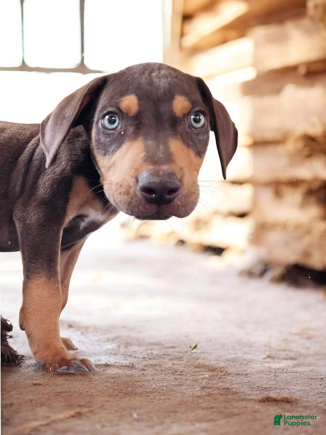 Catahoula Leopard Dog dogs for sale: MS 2026 Male 2 - Ad 2