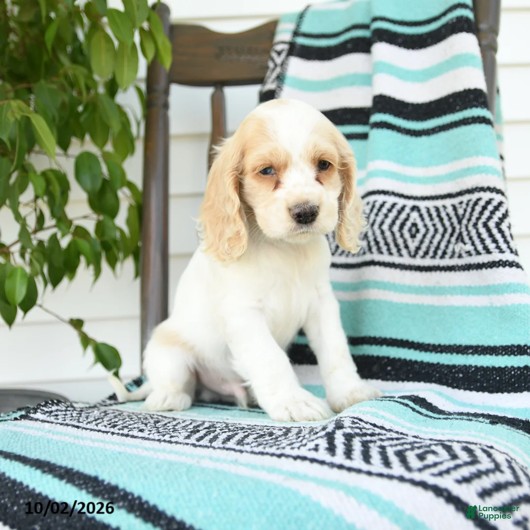 Cocker Spaniel dogs for sale: Dwayne - Ad 1