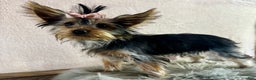 Yorkshire Terrier dogs for sale: Shania - Ad 1