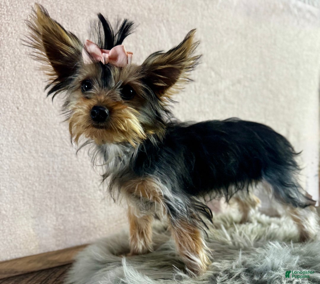 Yorkshire Terrier dogs for sale: Shania - Ad 1