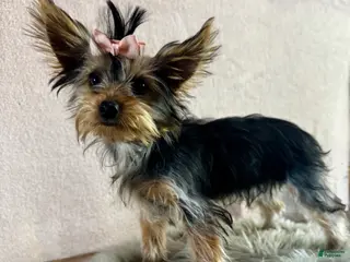 Yorkshire Terrier dogs Shania - Ad 7