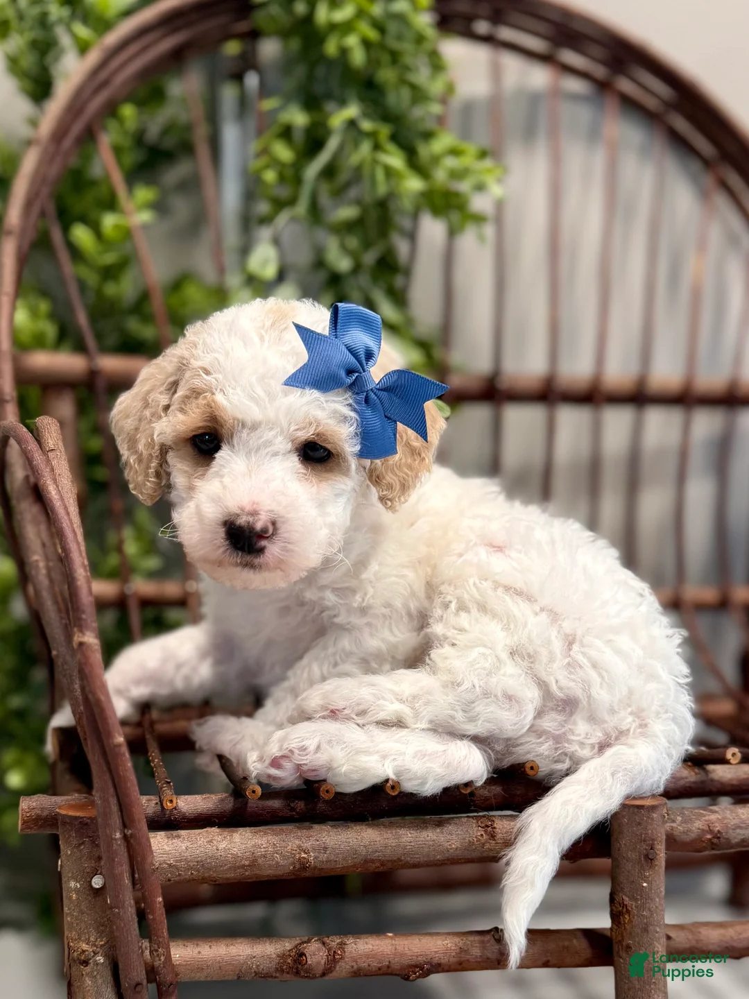 Mini Goldendoodle dogs for sale: Omar - Ad 1