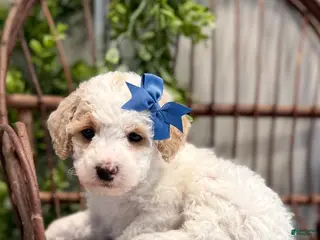 Mini Goldendoodle dogs Omar - Ad 7