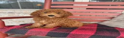 Miniature Labradoodle dogs for sale: Goldie - Ad 3