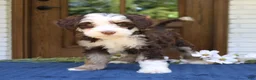 Mini Bernedoodle dogs for sale: Winnie  - Ad 2