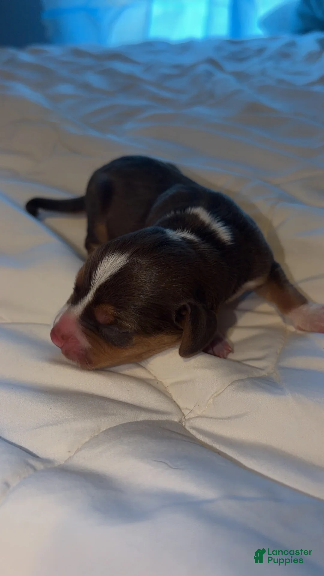 Beagle dogs for sale: Beagle Puppy 1 - Ad 1