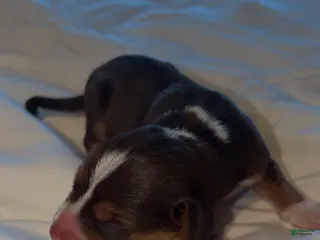 Beagle dogs Beagle Puppy 1 - Ad 3