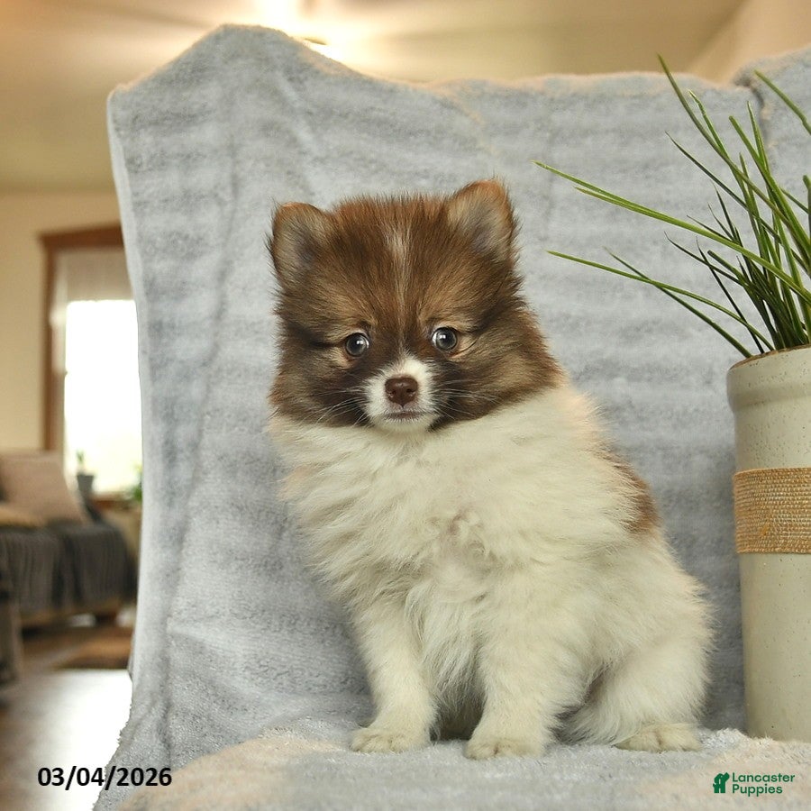 Pomeranian dogs Kelly  - Ad 2