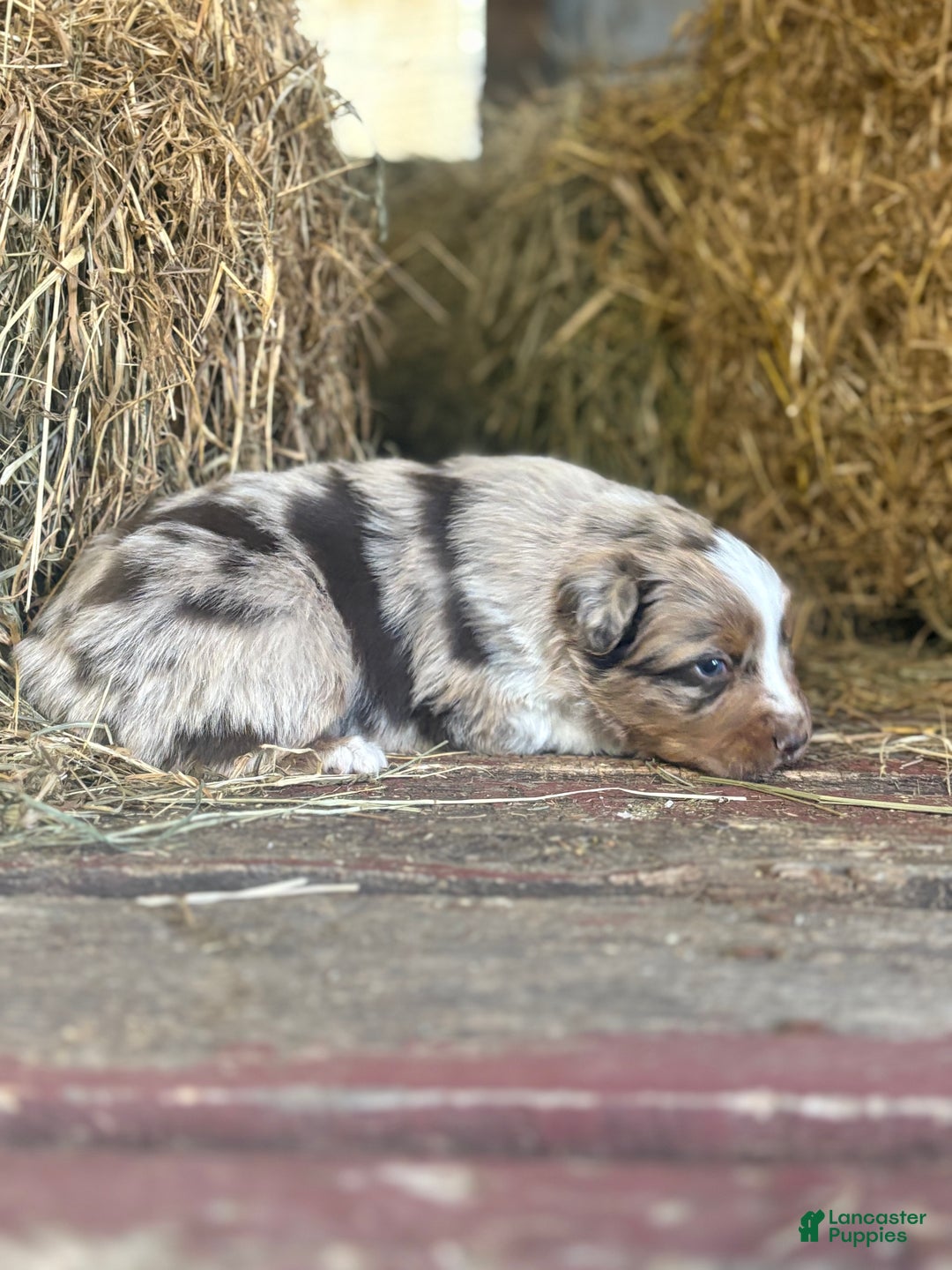 Australian Shepherd dogs for sale: Sugar - Ad 6