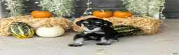 Miniature Schnauzer dogs for sale: Sunny  - Ad 2