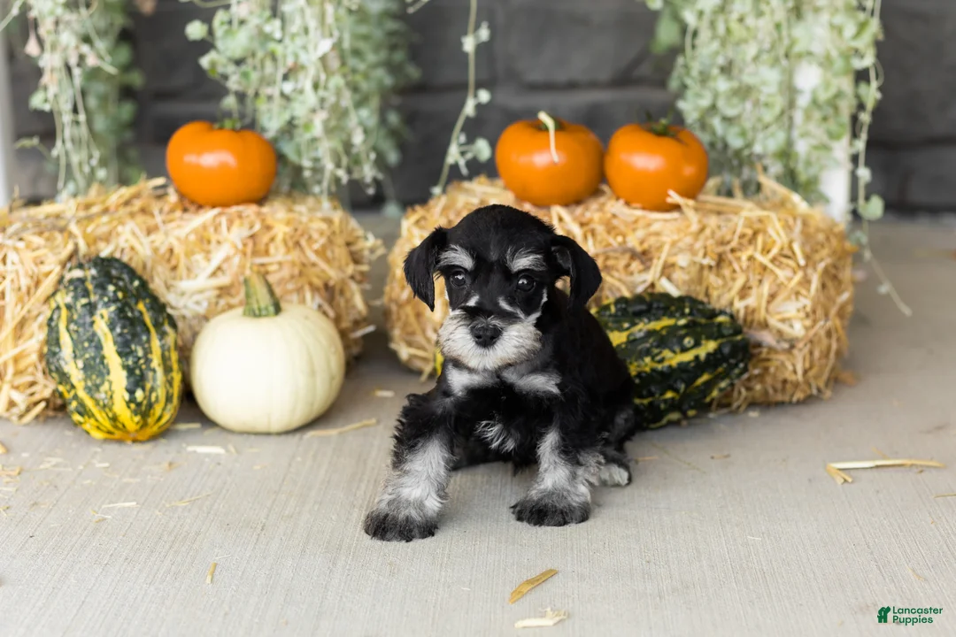 Miniature Schnauzer dogs for sale: Sunny  - Ad 2