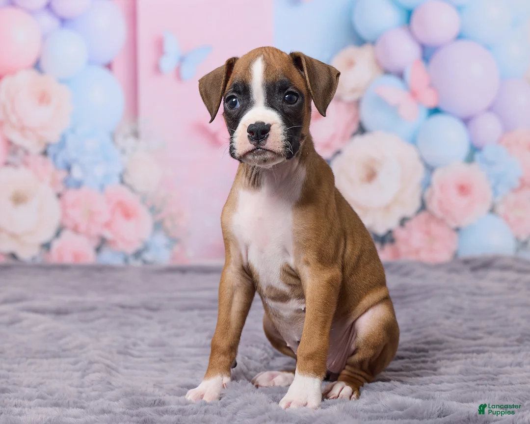 Boxer dogs for sale: Zoey - Ad 2