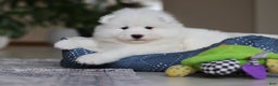 Samoyed dogs for sale: Beth - Ad 6
