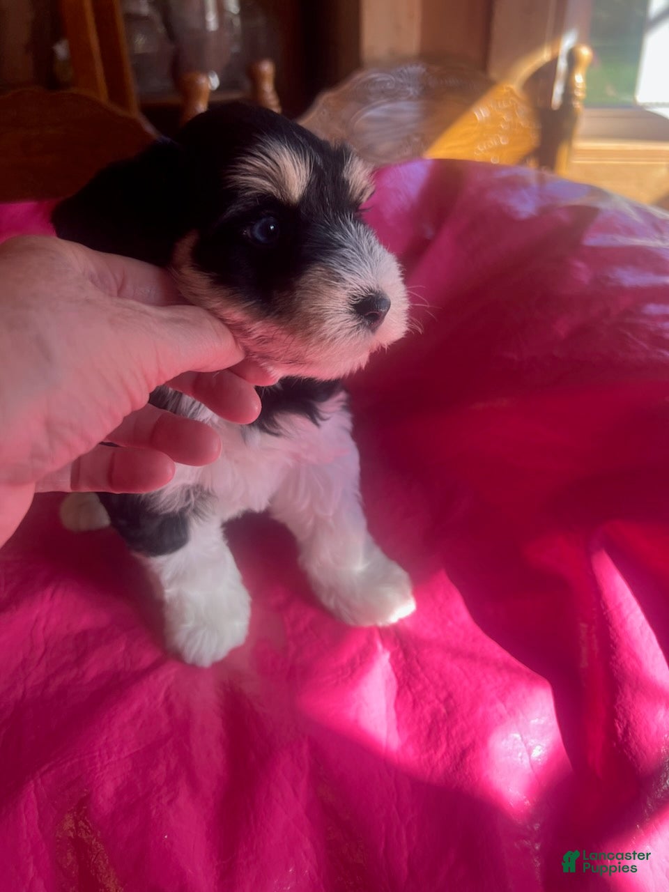 Miniature Schnauzer dogs for sale: Lily (Double blue eyes, tri-coloured) - Ad 2
