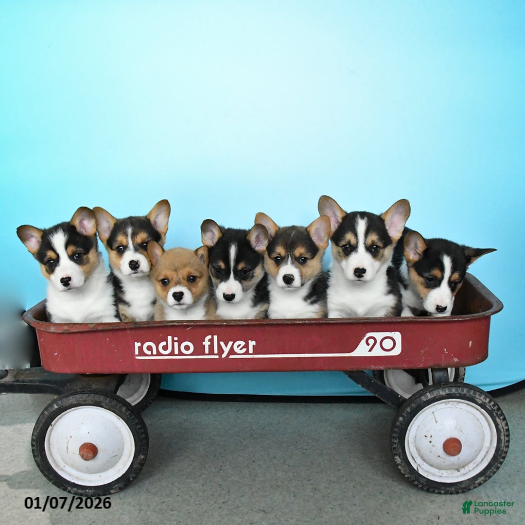 Welsh Corgi Pembroke dogs for sale: Tiger - Ad 3