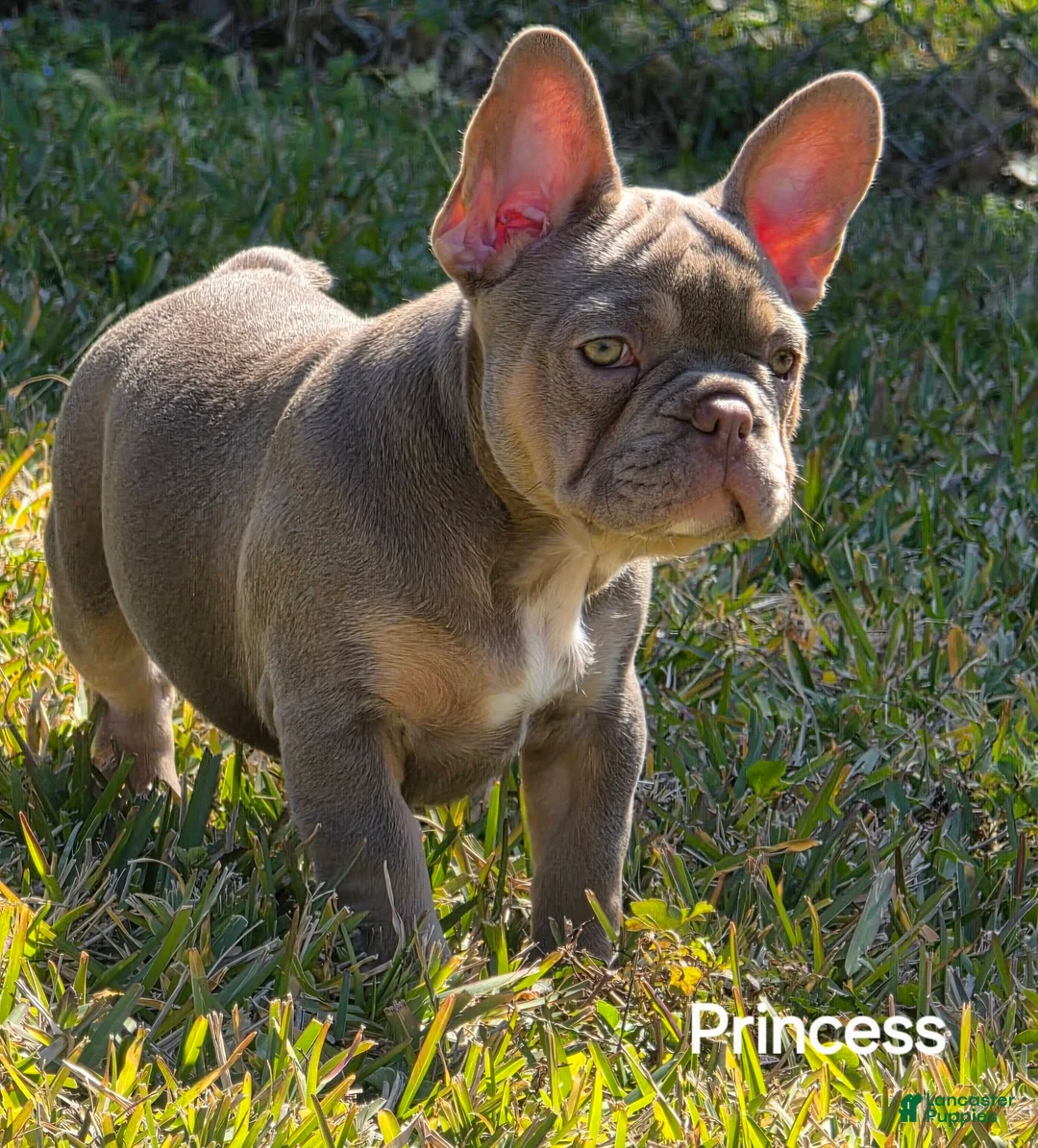 French Bulldog dogs for sale: AKC French Bulldog Pink Princess 🩷 - Ad 3