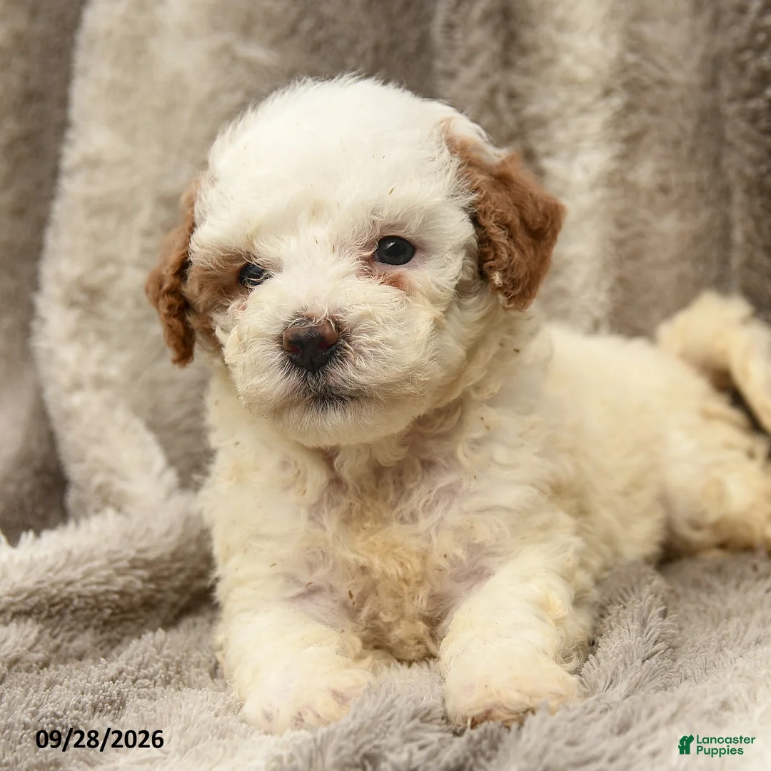 Miniature Poodle dogs for sale: Melanie - Ad 2