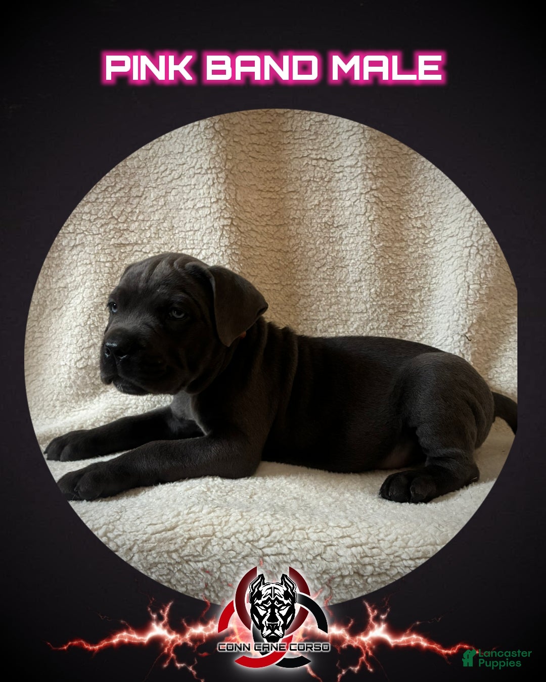 Cane Corso dogs Cane Corso Puppy 2 - Ad 26
