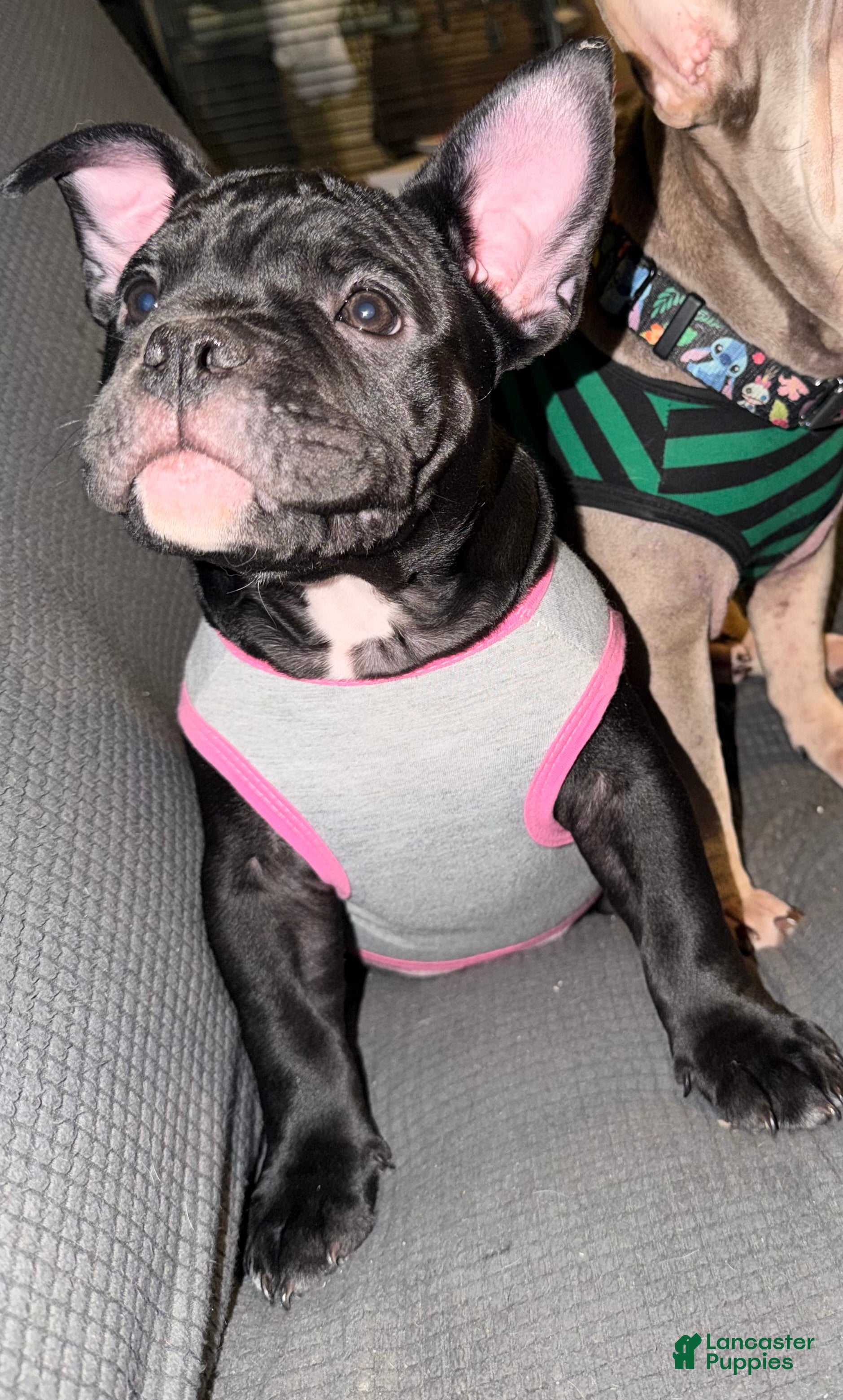 American Bully dogs Mamba- price reduced!!  - Ad 2