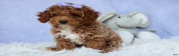Miniature Poodle dogs for sale: WINNIE - Ad 6