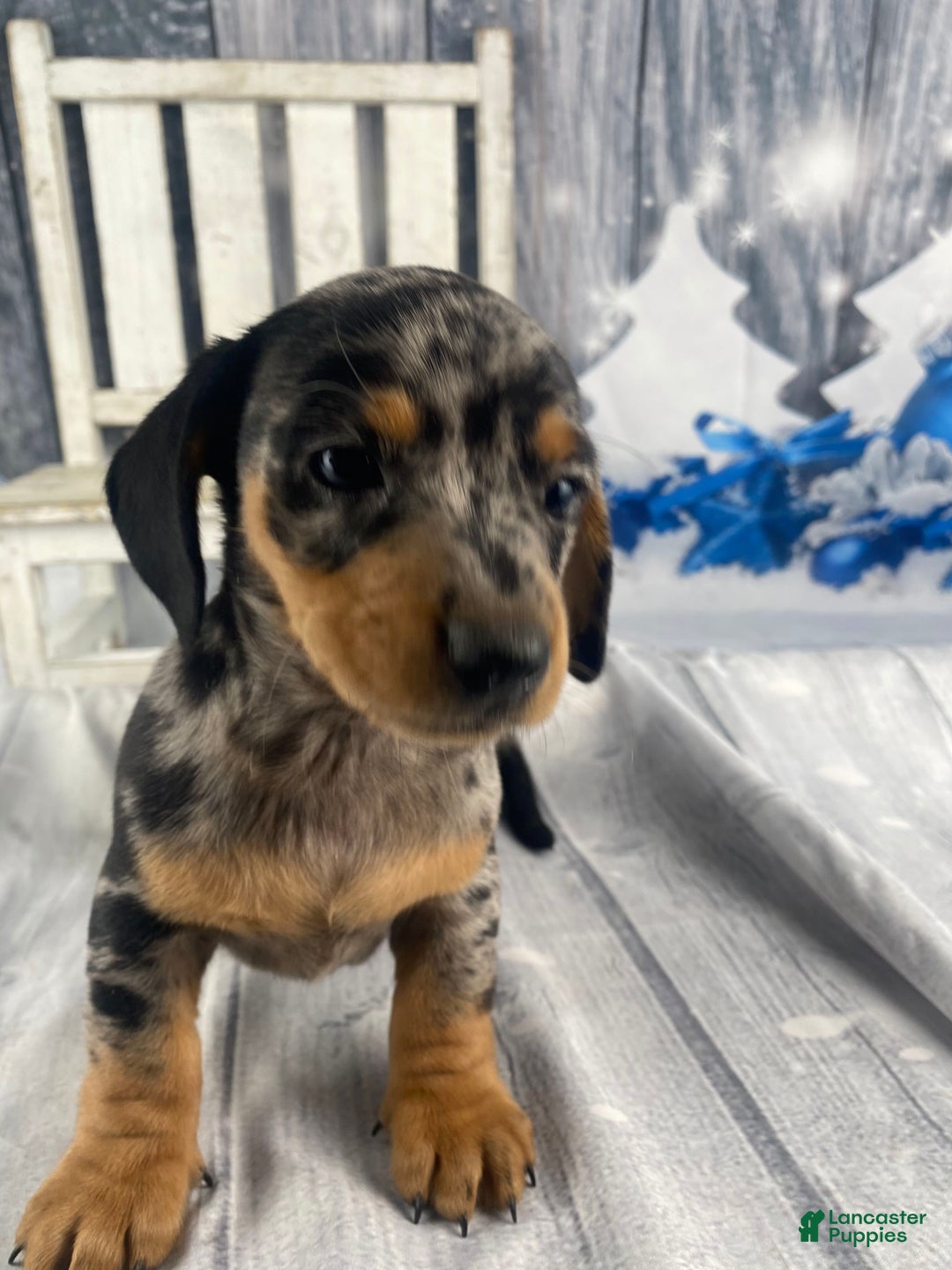 Miniature Dachshund dogs for sale: Teddy - Ad 10