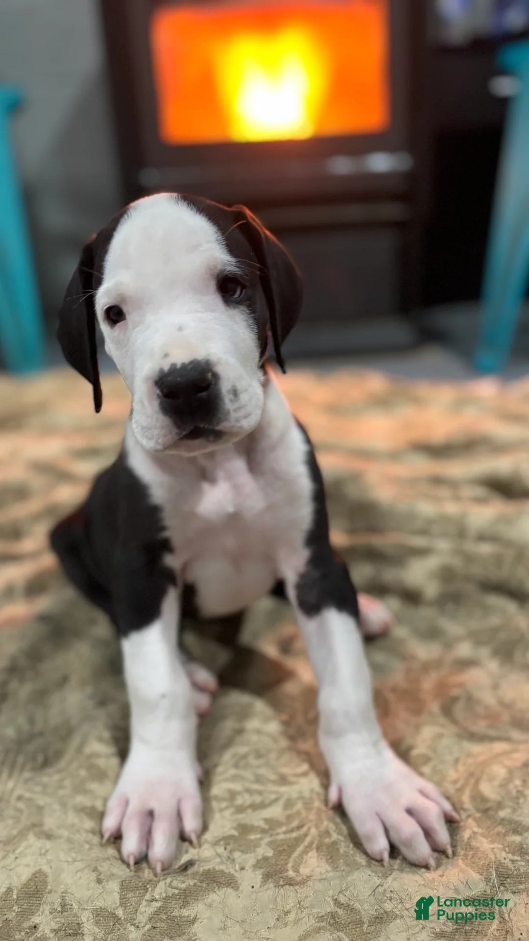 Great Dane dogs for sale: Jabba - Ad 2