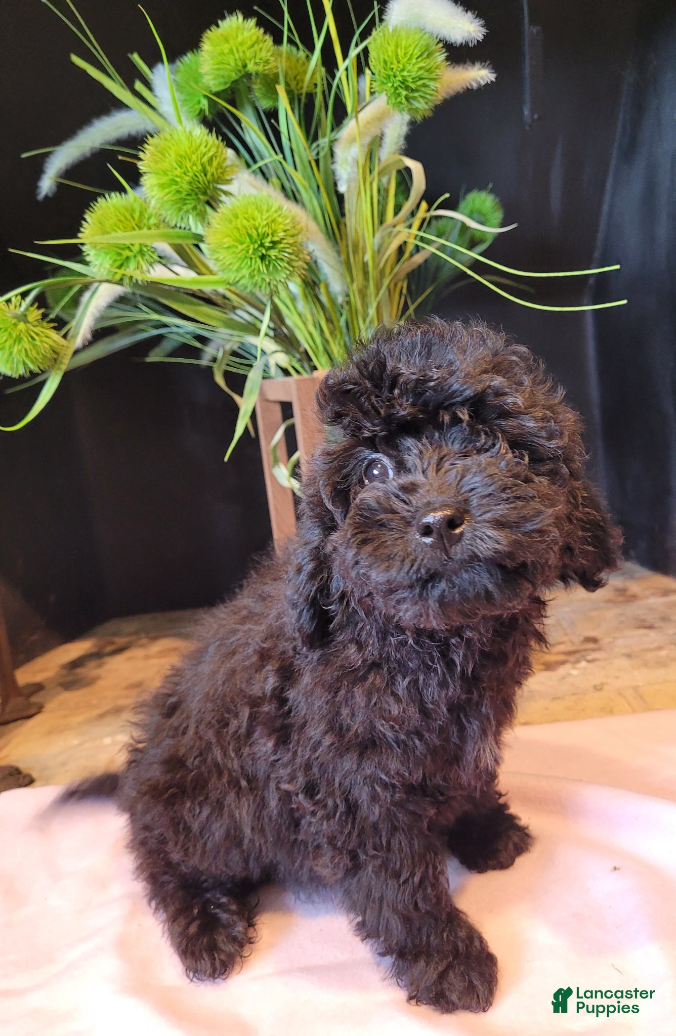 Cavapoo dogs Lily - Ad 1