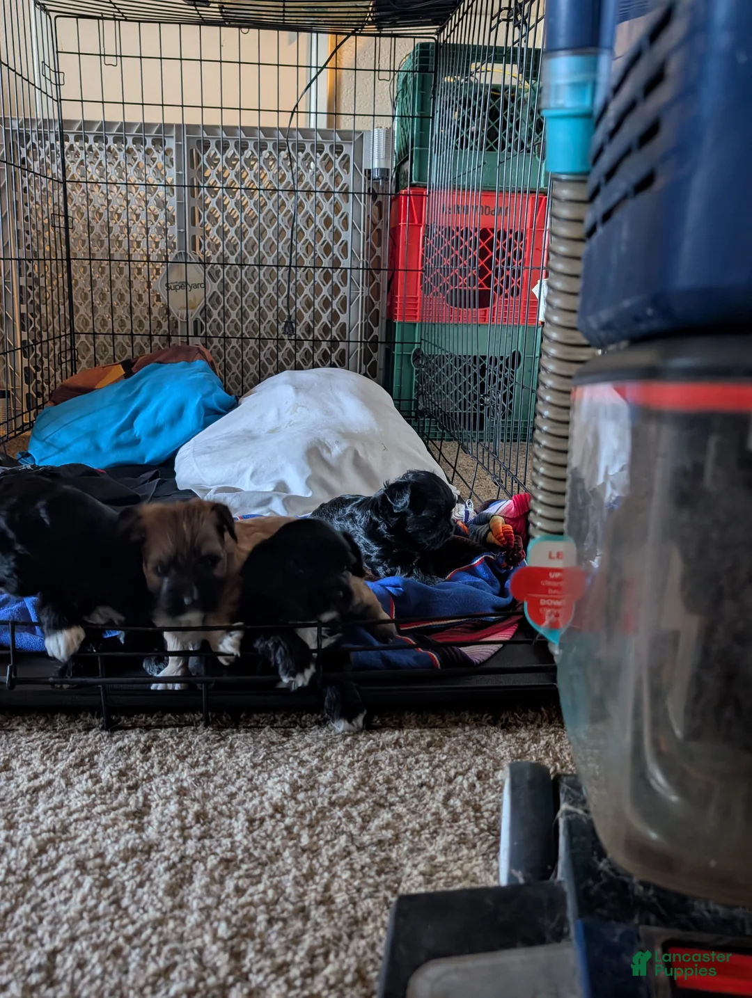 Mixed Breed dogs for sale: Mixed Breed 8 - Ad 2